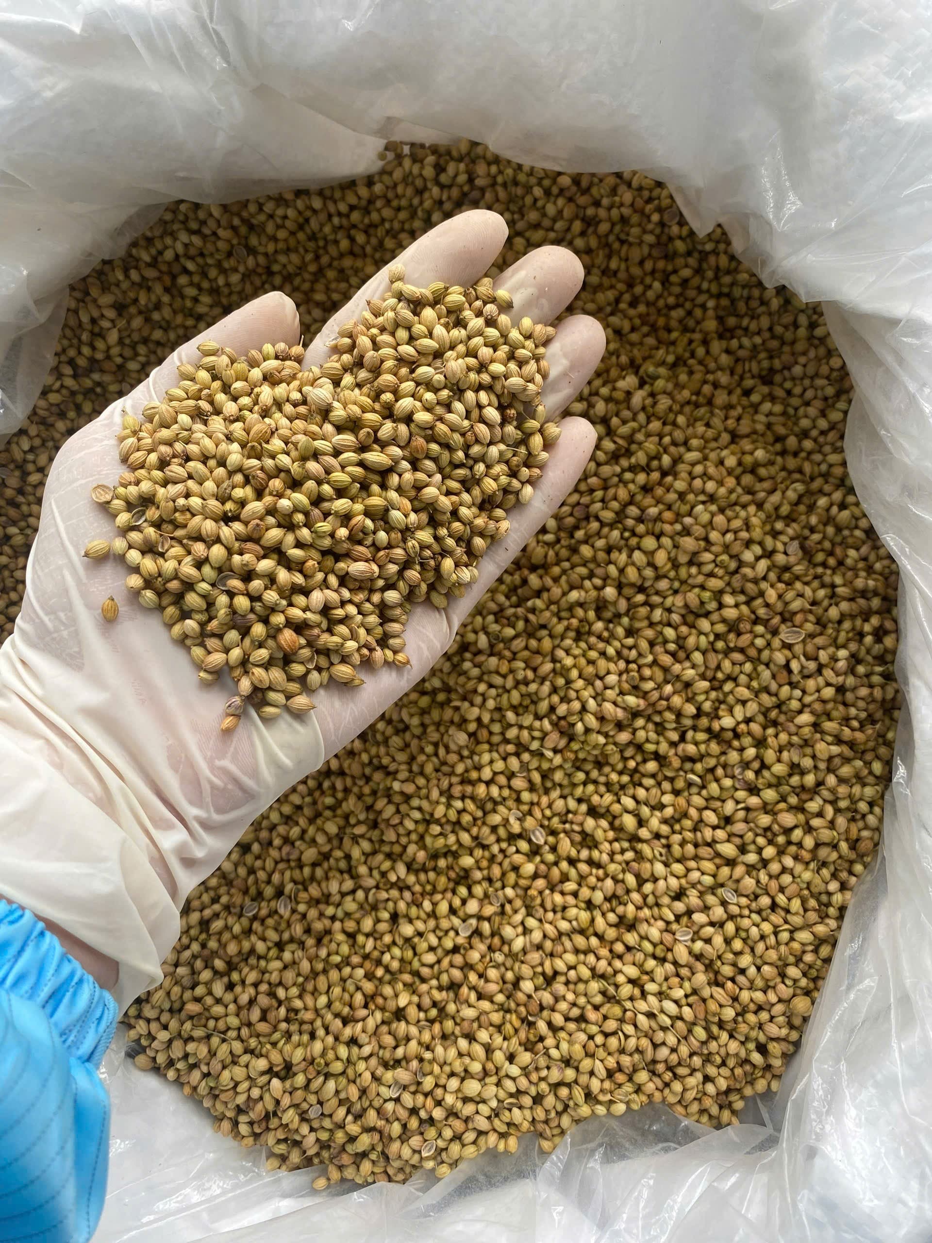 فروش مستقیم گشنیز درجه یک از مزرعه تا بندرعباس